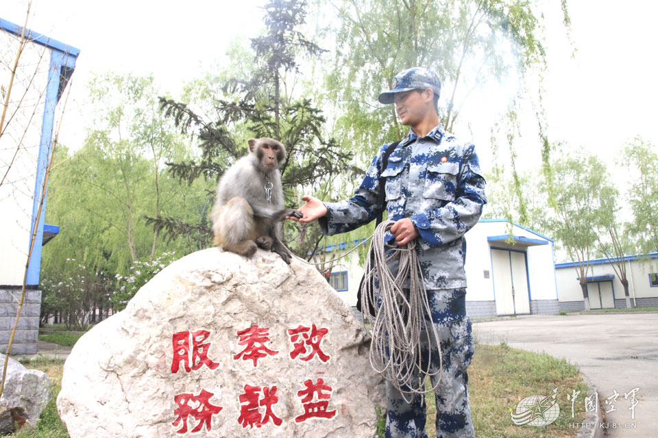 Chinese air force trains monkeys to remove bird’s nests