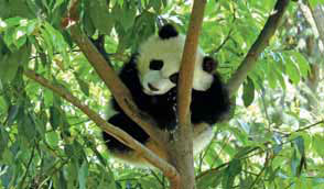 Panda base on the hunt for caretakers