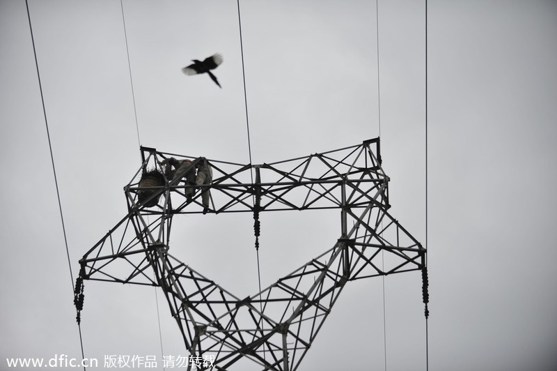 Steel nest removed from high voltage towers