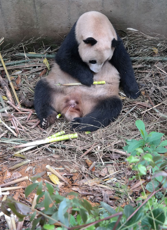 Giant panda delivers this year's first cub