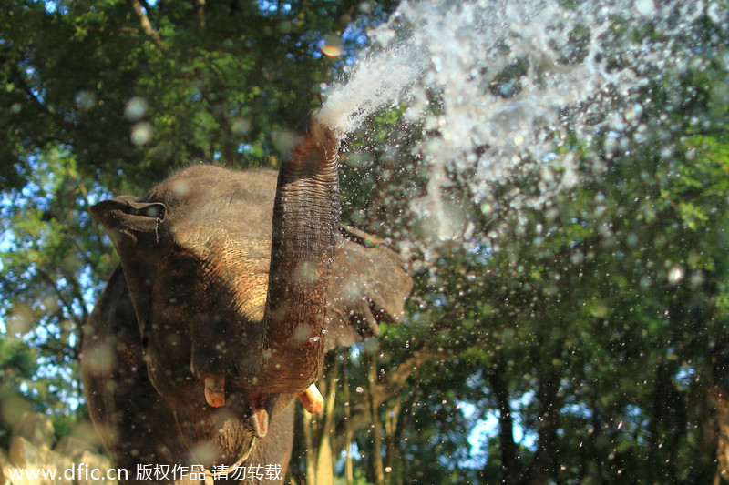 Animals keep cool in Shenzhen heat wave