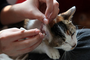 Animals keep cool in Shenzhen heat wave