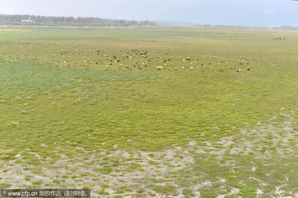 Xinjiang's first high-speed train draws ever nearer