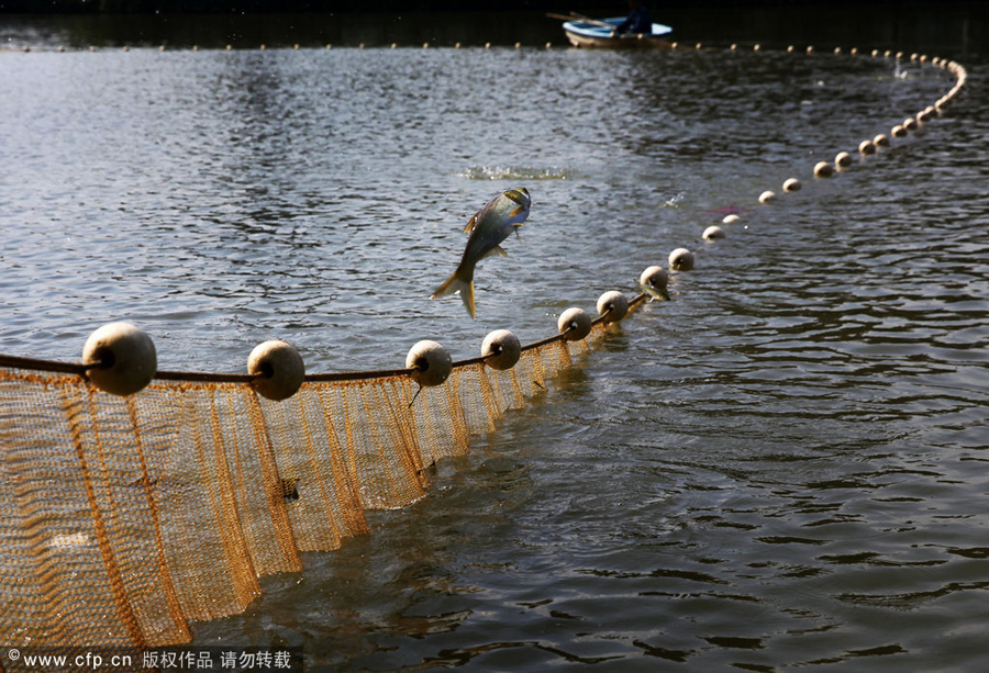 10 tons of fish buried alive at landfill in S China