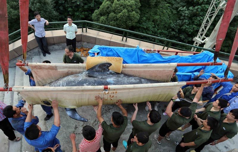 Gargantuan pilot whales arrive: the first two in China