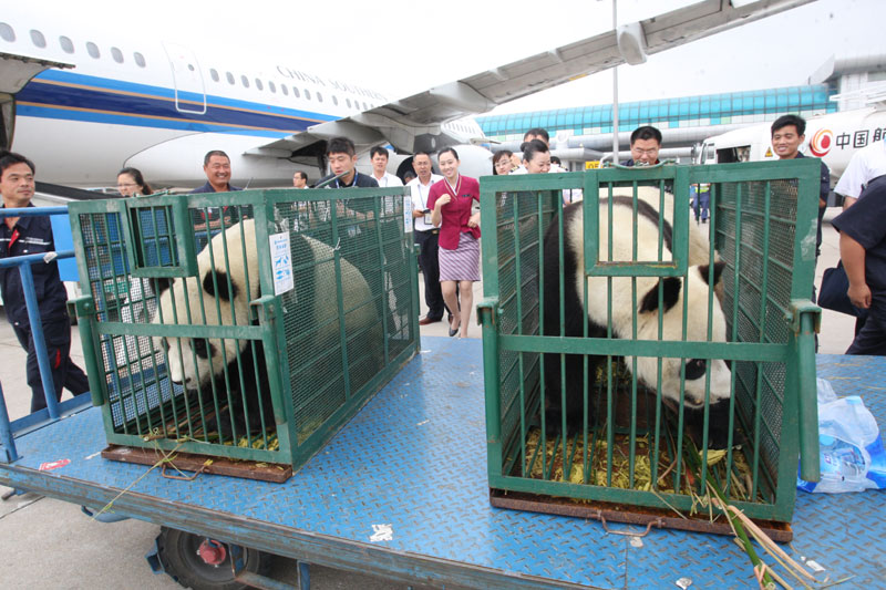 Pandas in Shandong are going home