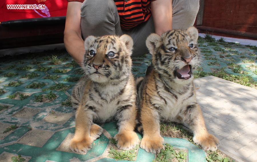 Siberian tiger cubs greet visitors