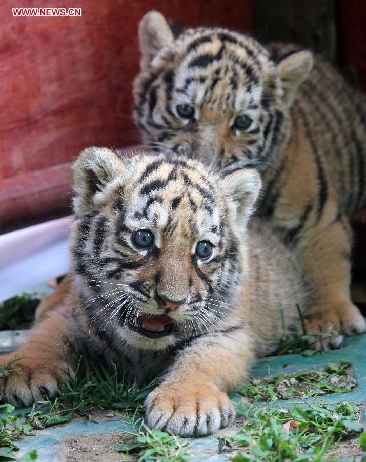 Siberian tiger cubs greet visitors