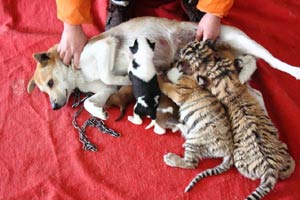 Siberian tiger cubs greet visitors
