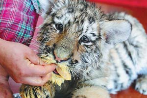 Siberian tiger cubs greet visitors