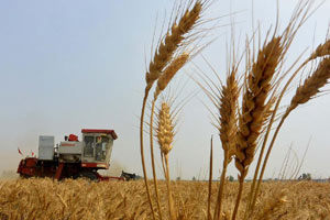 China's grain output grows for 11th straight year