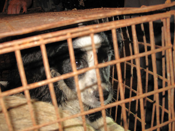 Activists: Dogs on way to Yulin fair likely stolen