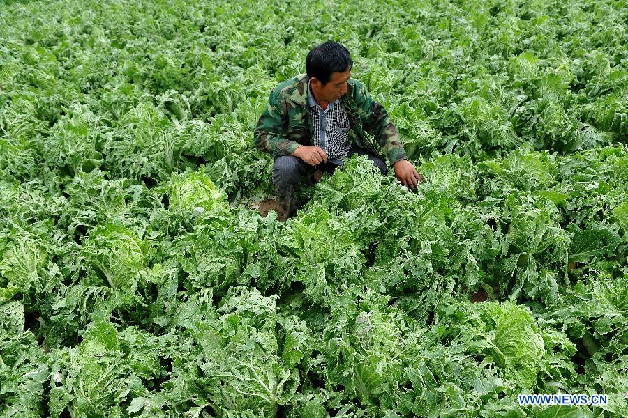 Winds, hails batter NE China, affecting 31,000 people