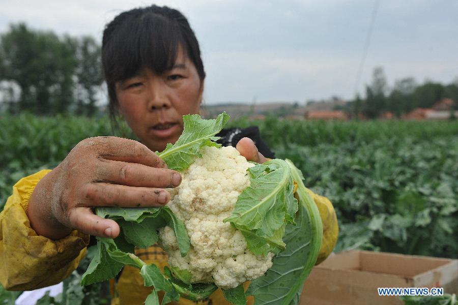 Winds, hails batter NE China, affecting 31,000 people