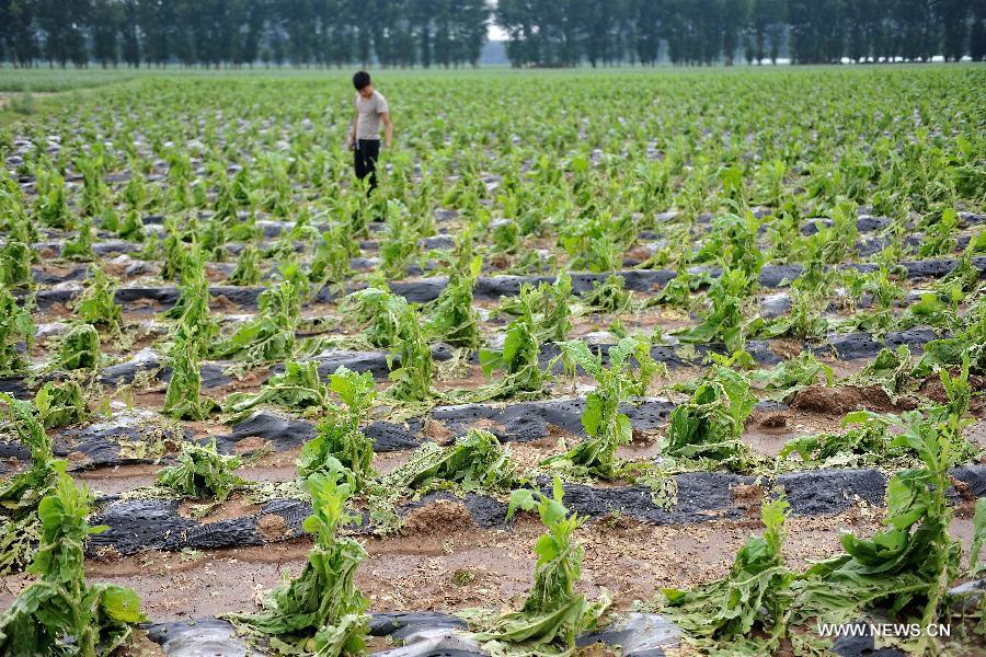 Winds, hails batter NE China, affecting 31,000 people