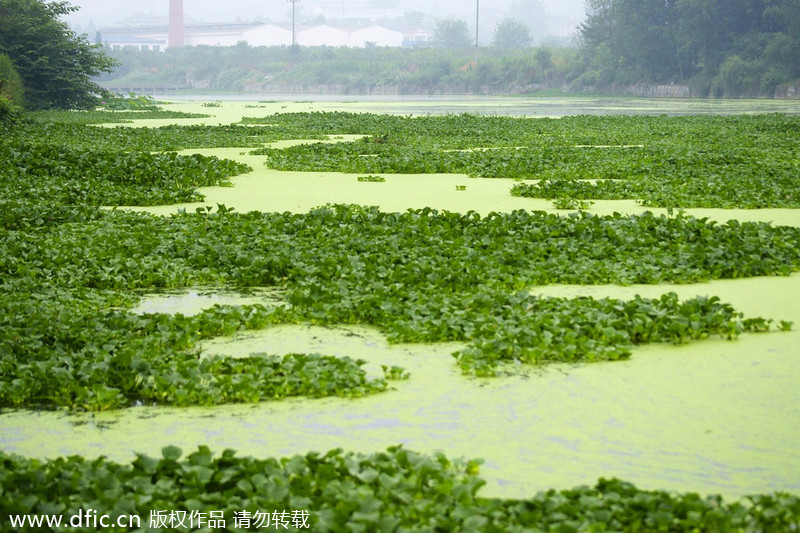 Water hyacinth plants overgrowth in Yichang