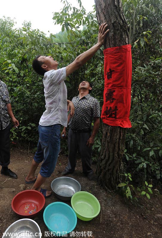 Rare liquid falls from pine trees