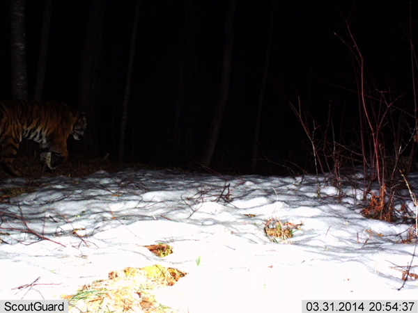 Camera trap photographs wild Amur tiger