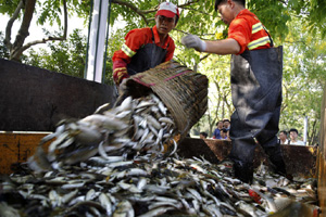 Fish going free as E China floodgates open