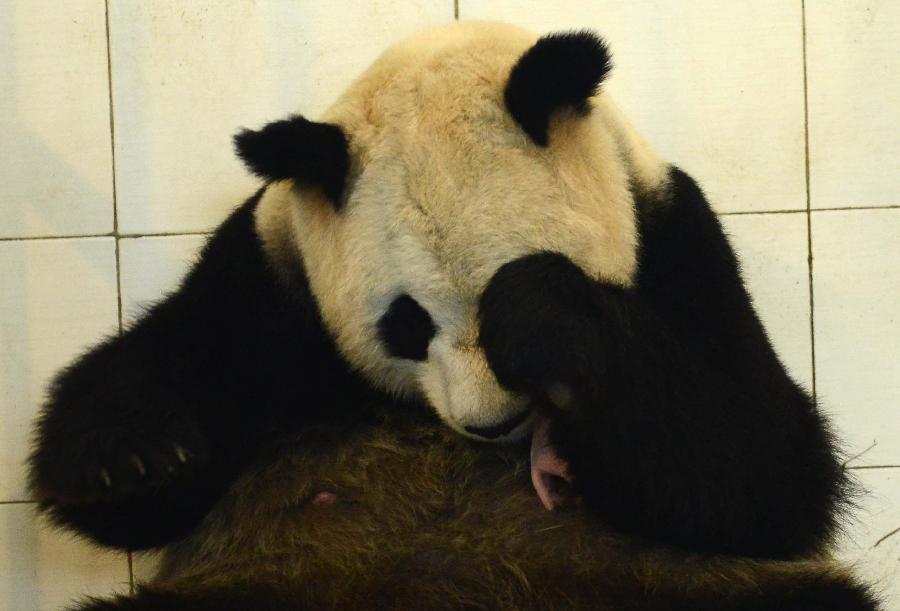 Giant panda baby born in SW China