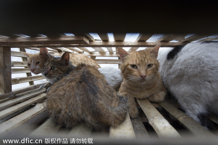 Animal rights activists intercept truck carrying 350 cats
