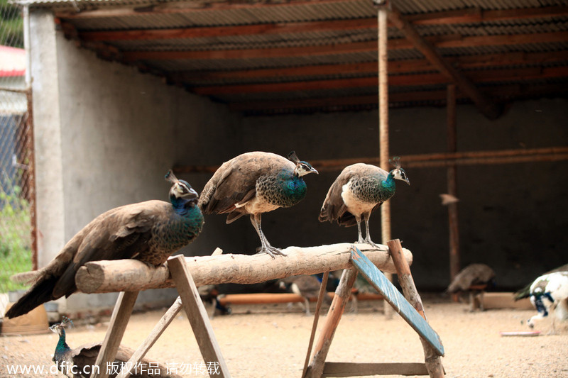 Mother hens for newborn peacocks