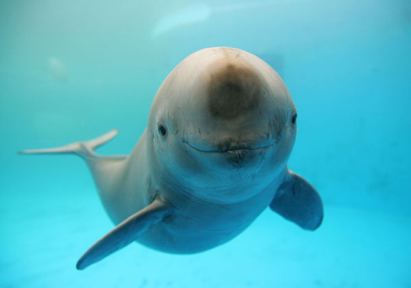 Not a single porpoise helped by rescue center in 9 years