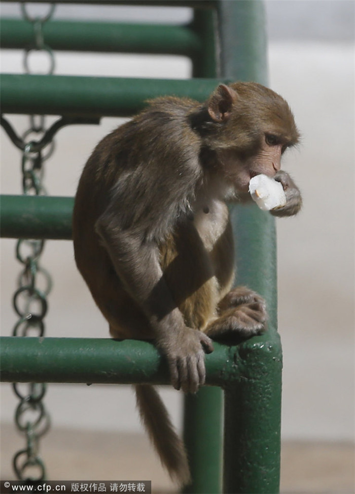 How animals keep cool in scorching heat