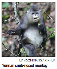 Endangered monkey making a comeback in Tibetan reserve