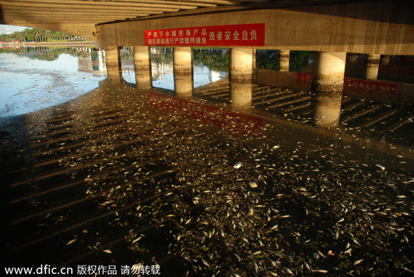 Dead fish float on Yundang Lake after Typhoon Matmo
