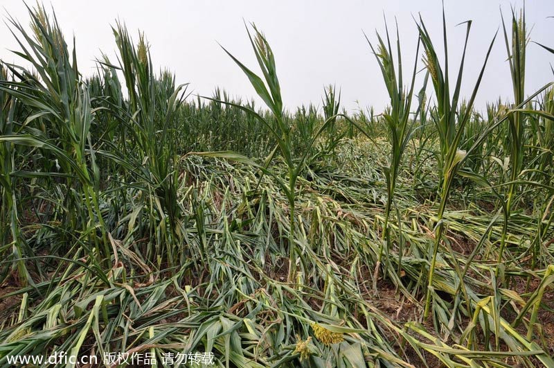 Severe drought hits Central China's Henan province