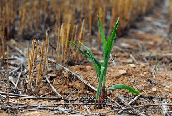 Henan suffers from drought since mid-May