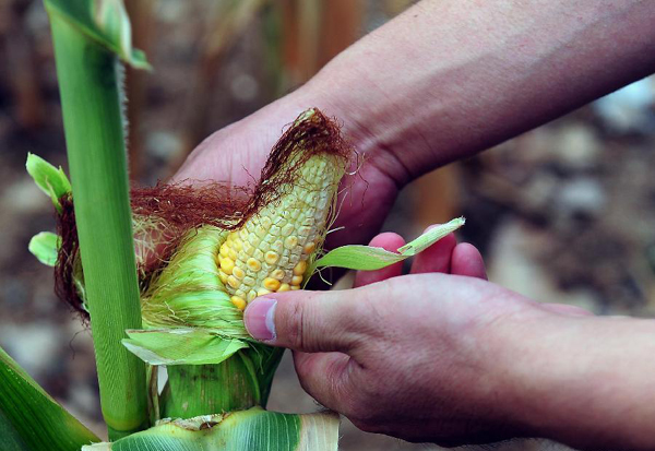 Henan suffers from drought since mid-May