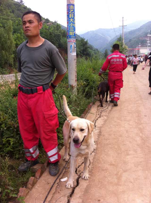 Rescue dogs to aid search effort for quake survivors