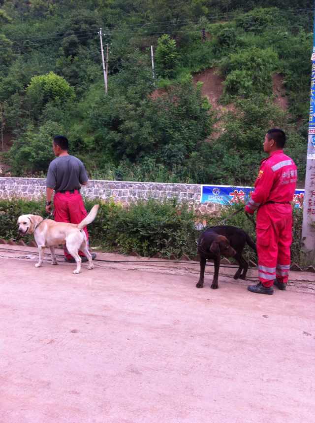 Rescue dogs to aid search effort for quake survivors