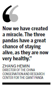 Guangzhou zoo unveils 'miracle' panda triplets