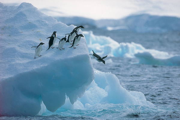 More Chinese attracted to world's white wildernesses