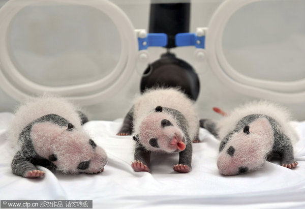 Panda triplets weight quadruples