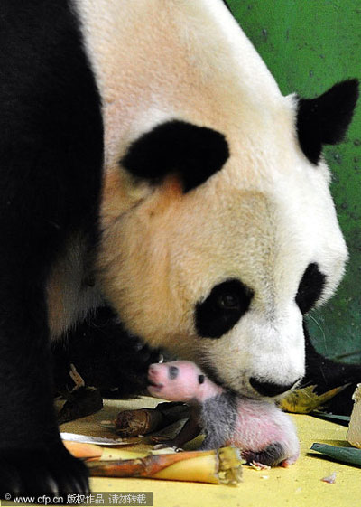 Panda triplets weight quadruples