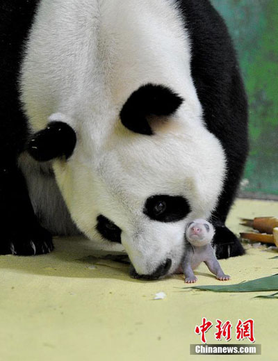 Panda triplets weight quadruples