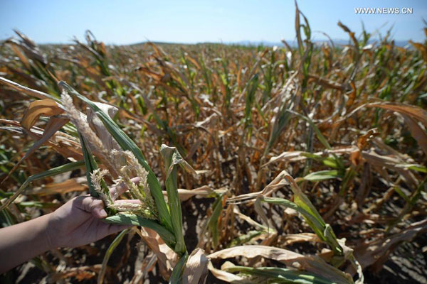 Cloud seeding not enough to relieve drought in NE China