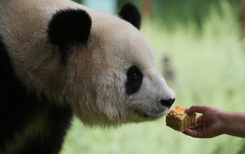 Animals enjoy Moon-cake treats