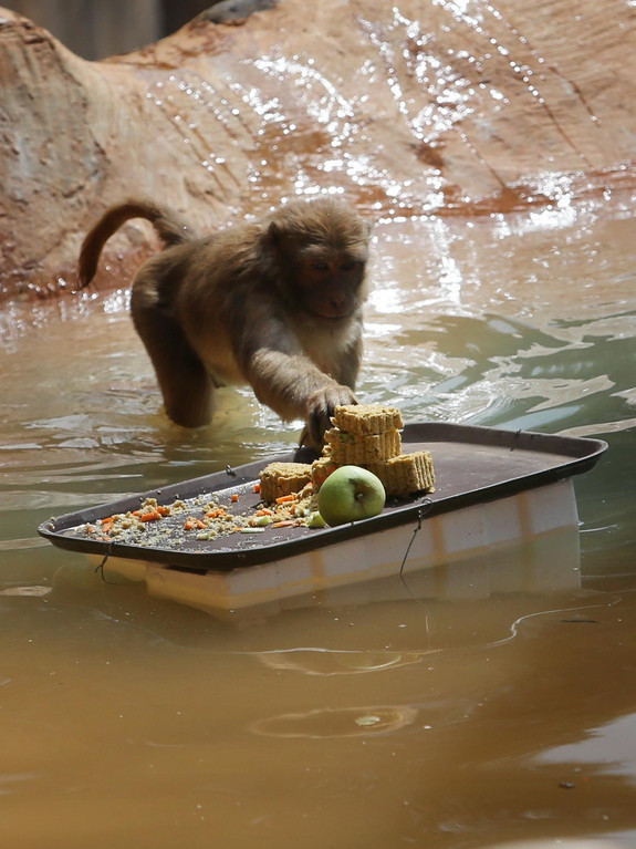 Animals enjoy Moon-cake treats