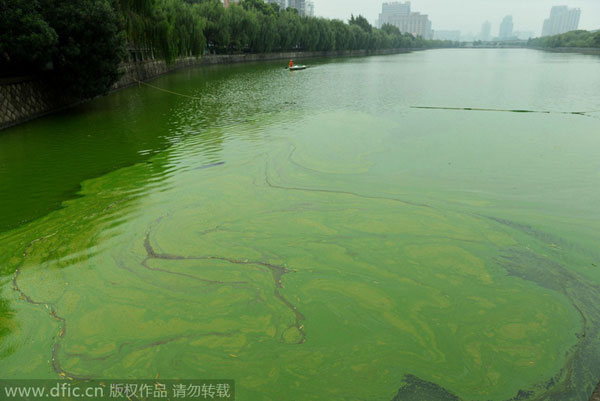 Algae plagues East China waterway