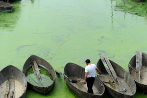 Algae plagues East China waterway