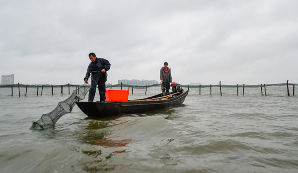 Crab harvest in China's Yangcheng Lake