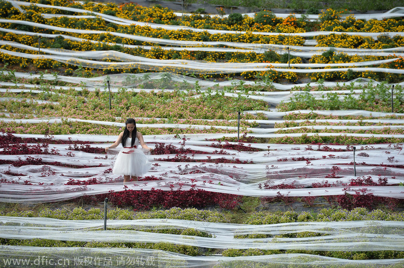 4,100m wedding dress to apply for Guinness book of records