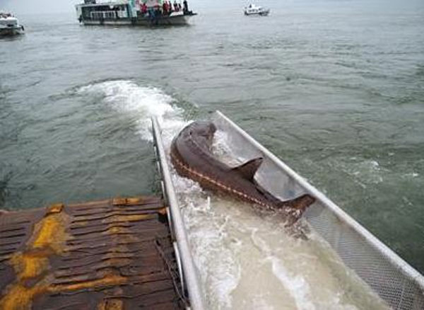 Chinese sturgeon risk extinction after dam construction