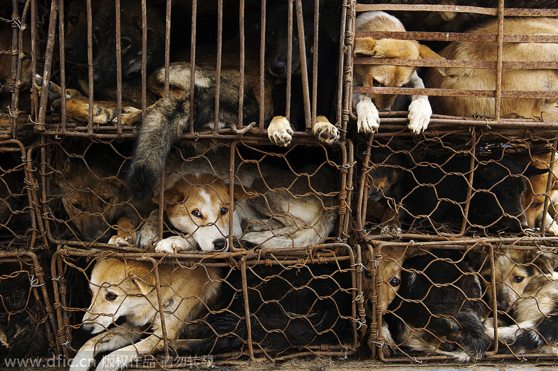 A lifetime of misery for animals behind bars