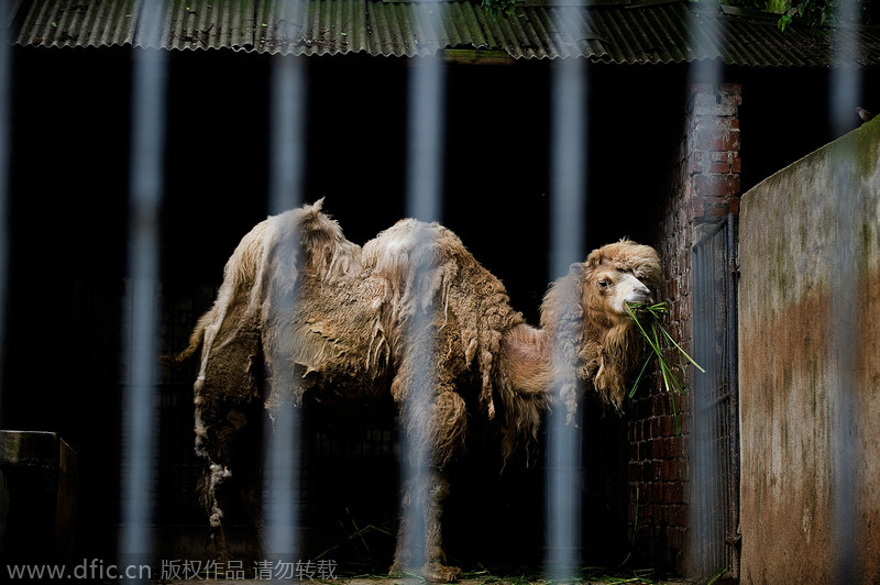 A lifetime of misery for animals behind bars